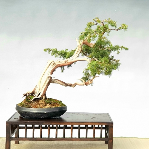 juniperus rigida 950 eur